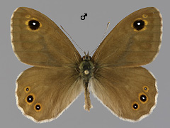 L. maera